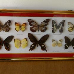 Tableau de papillons naturalisés